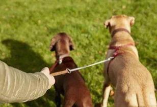 遛狗吃瓜丝,共享悠闲生活时光