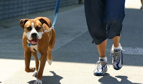 遛狗吃瓜丝,共享悠闲生活时光