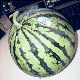 模仿网红吃瓜,一场视觉与味蕾的双重盛宴