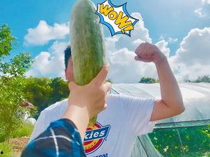 模仿网红吃瓜,一场视觉与味蕾的双重盛宴