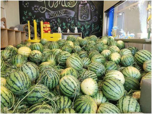 从今日开始吃瓜,开启一场甜蜜的“吃瓜”之旅