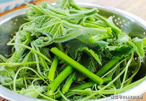 瓜尖丝可以吃吗,美味还是禁忌？揭秘其食用之谜