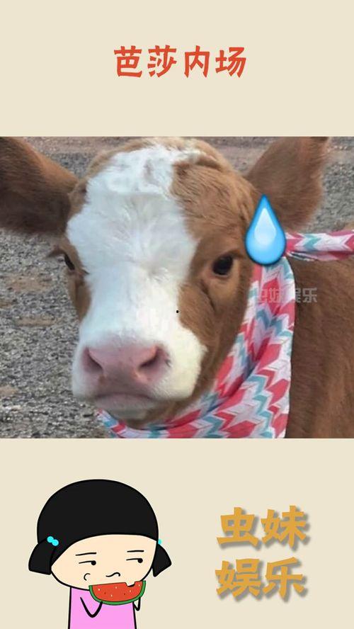 2021吃瓜抖音,年度热门事件大盘点