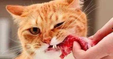 猫咪可以吃哈密瓜饿了,哈密瓜，猫咪的解饿新宠