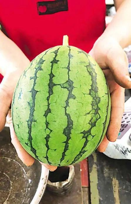 吃瓜一天吃多少瓜,吃瓜群众的一天