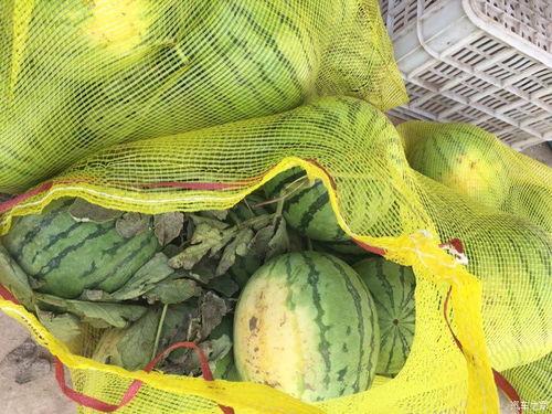 车友吃瓜,揭秘汽车圈那些不为人知的幕后故事