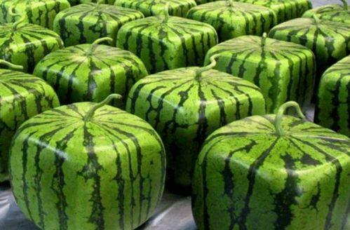 全网在线吃瓜视频,揭秘在线吃瓜视频背后的狂欢与争议