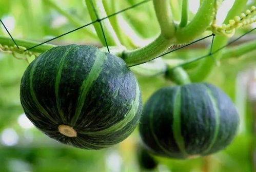 最近介休吃瓜事件,一场网络舆论的风暴与反思