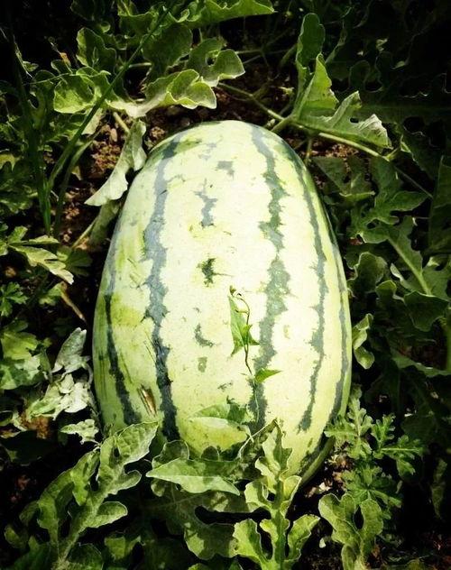 最近介休吃瓜事件,一场网络舆论的风暴与反思