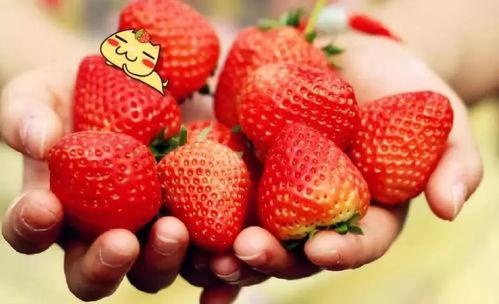 吃瓜草莓小熊,揭秘萌宠美食日记