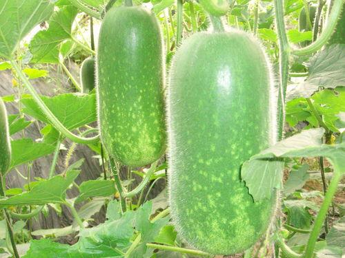 鹏泰吃瓜,揭秘娱乐圈幕后风云