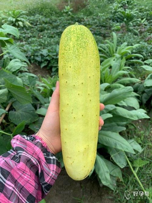 婆手瓜怎么吃,探索家常美味新选择