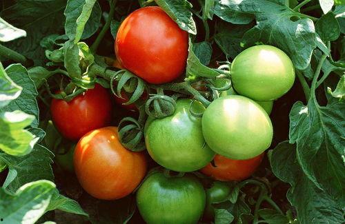 芳心吃瓜番茄,番茄带你领略甜蜜瓜果的魅力