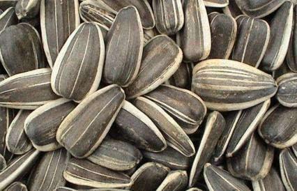 吃瓜吞籽,揭秘瓜果中的奇妙世界