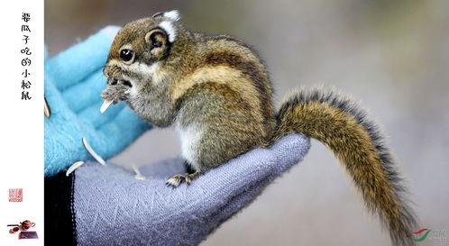 松鼠吃小瓜茎,生态平衡中的智慧一幕