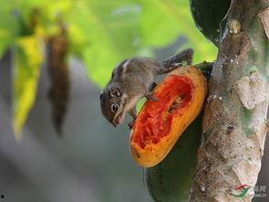 松鼠吃小瓜茎,生态平衡中的智慧一幕
