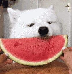 吃瓜的本性,一场全民参与的娱乐盛宴