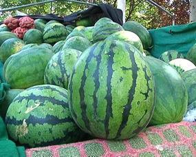 吃瓜误会,一场闹剧背后的真相揭秘